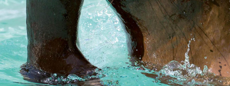 Mähnenrobben in Hellabrunn