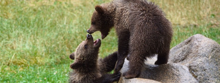 Braunbären gehörten einst zur natürlichen Tierwelt des Harzes.