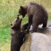 Braunbären gehörten einst zur natürlichen Tierwelt des Harzes.