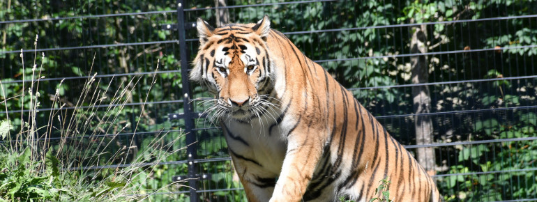 Der Sibirische Tiger zählt zu den starkt gefährdeten Tierarten.