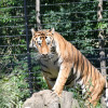 Der Sibirische Tiger zählt zu den starkt gefährdeten Tierarten.