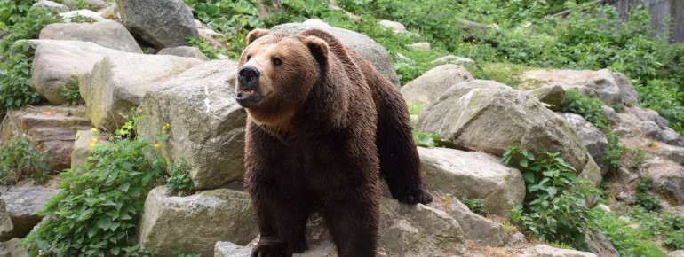 1993 gab es in Haar die weltweit erste Fünflingsgeburt bei den Braunbären in einer zoologischen Einrichtung.