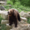 1993 gab es in Haar die weltweit erste Fünflingsgeburt bei den Braunbären in einer zoologischen Einrichtung.