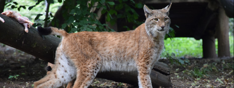 Der europäische Luchs ist ein ausgezeichneter Kletterer, wodurch er häufig auf Bäumen zu beobachten ist.