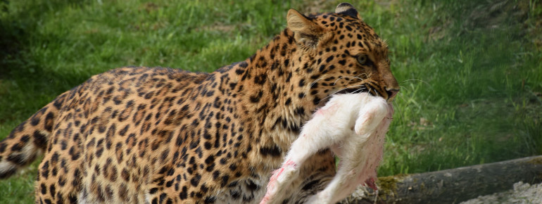 In freier Wildbahn geht der Nordchina-Leopard meist nachts auf Beutesuche.