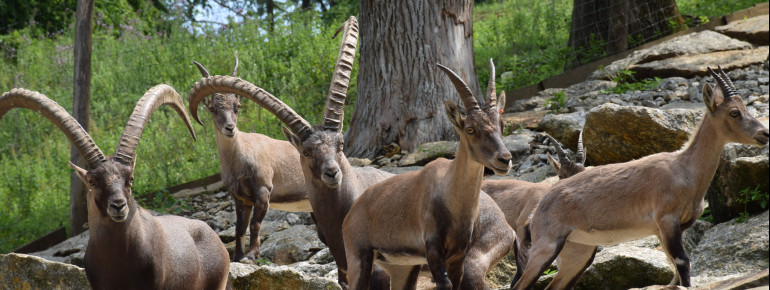 Das Alter eines männlichen Alpensteinbocks kann man an den jährlich zuwachsenden Ringen an den Hörnern ablesen.