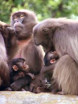 Die Dscheladas Affen fühlen sich in der Tierwelt Herberstein sichtlich wohl.