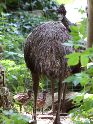 Emus haben eine enge Vater-Kind Bindung, die Henne legt Eier, spielt aber bei der Aufzucht keine Rolle.