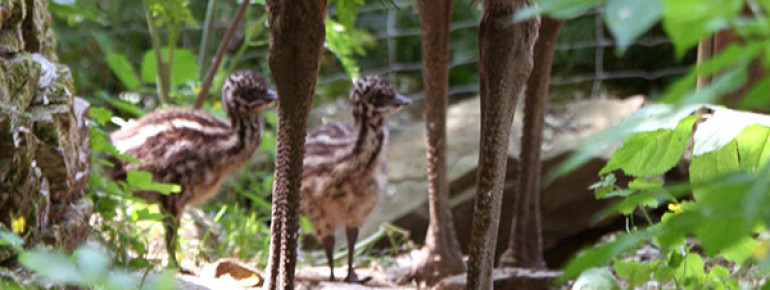Emus haben eine enge Vater-Kind Bindung, die Henne legt Eier, spielt aber bei der Aufzucht keine Rolle.