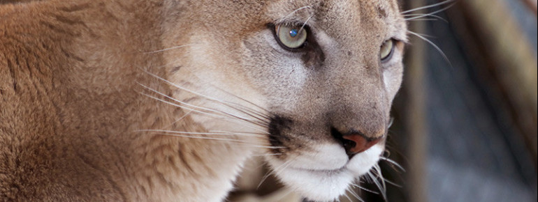Der Puma zählt zur größten Kleinkatze und wird auch eleganter Meisterspringer genannt. In der Tierwelt Herberstein kannst du dieses besondere Tier aus der Nähe bestaunen.