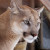 Der Puma zählt zur größten Kleinkatze und wird auch eleganter Meisterspringer genannt. In der Tierwelt Herberstein kannst du dieses besondere Tier aus der Nähe bestaunen.