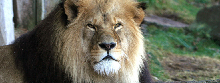 In der Tierwelt Afrika kannst du die afrikanischen Löwen aus der Nähe beobachten.