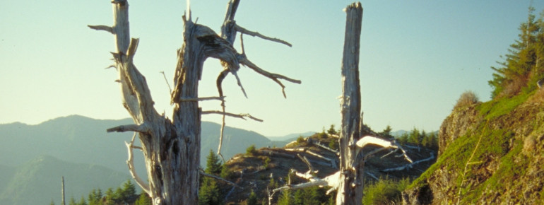 Freier Blick auf den Tillamook Wald