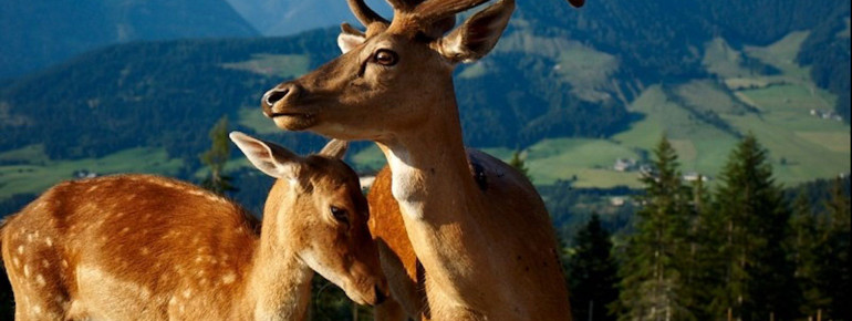 Am Berggasthof Wildalpgatterl finden Gäste sowie Einheimische eine besondere Attraktion: ein Gehege für Damwild.