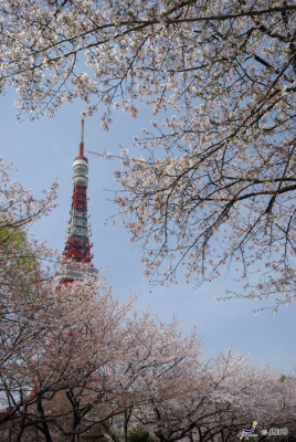 Kirschblüten und der Tokyo Tower - zwei Wahrzeichen Japans.