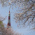 Kirschblüten und der Tokyo Tower - zwei Wahrzeichen Japans.