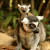 Auf dem Madagaskar-Dorfplatz tummeln sich freilaufende Kattas.