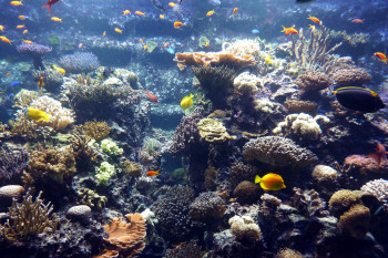 Im Korallenriff gibt es jeweils mehr als 60 Korallen- und Fischarten zu entdecken.
