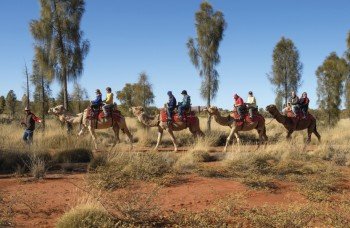 Uluru Camel Tours, Red Centre