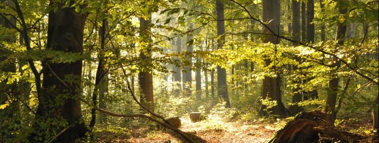 Die UNESCO-Buchenwälder Serrahn in Mecklenburg-Vorpommern.