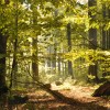 Die UNESCO-Buchenwälder Serrahn in Mecklenburg-Vorpommern.