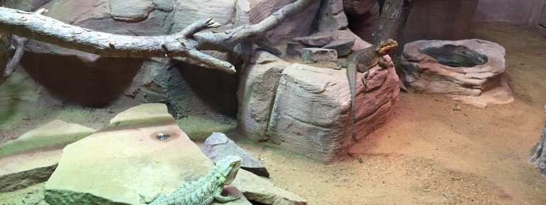 Das Terrarium im Vivarium Darmstadt.