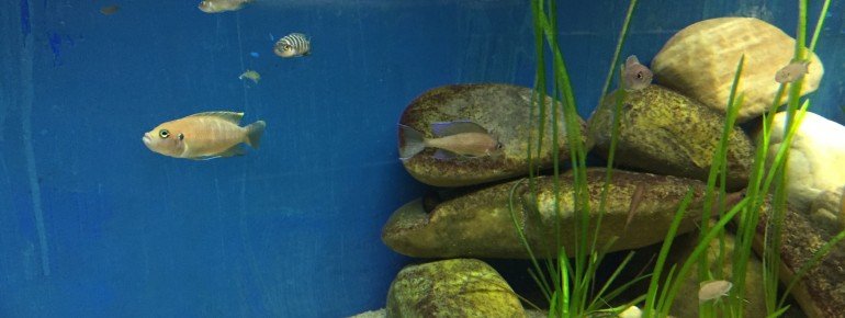 Das Aquarium im Vivarium Darmstadt.