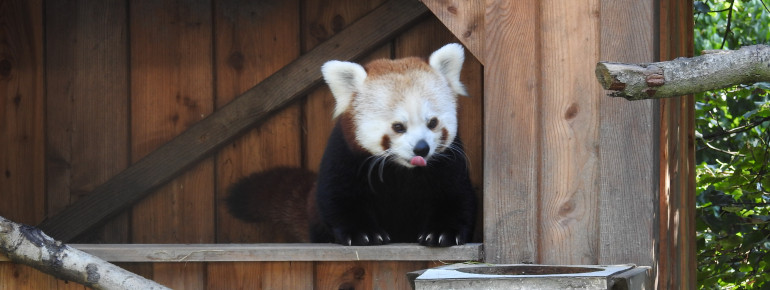 Der rote Pandabär im Vogelpark Irgenöd