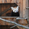 Der rote Pandabär im Vogelpark Irgenöd