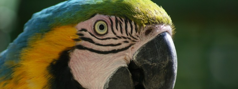 Auch Papageien gibt es zahlreiche im Vogelpark in Ortenburg.