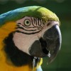 Auch Papageien gibt es zahlreiche im Vogelpark in Ortenburg.