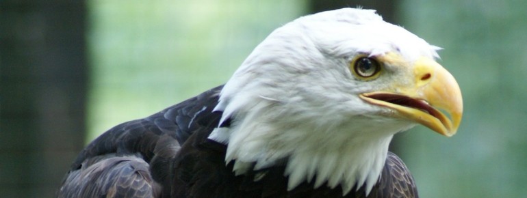 Der Weißkopfseeadler ist ein spektakulärer Anblick.
