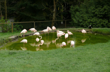 Flamingos im Tierpark Irgenöd