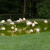 Flamingos im Tierpark Irgenöd