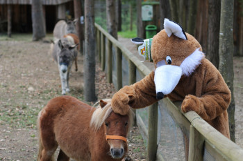 Ponys und andere Tiere kannst du in der Walderlebniswelt streicheln.