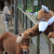 Ponys und andere Tiere kannst du in der Walderlebniswelt streicheln.