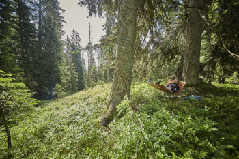 Nur du und über 1000 Fichten - Entspannung pur beim Waldwellness.