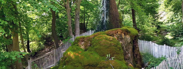 Der Wasserbaum Ockensen in Niedersachsen.