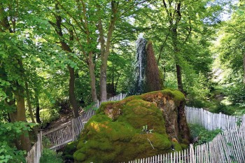 Der Wasserbaum Ockensen in Niedersachsen.