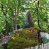 Der Wasserbaum Ockensen in Niedersachsen.