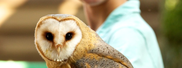 Auch Eulen gibt es im Tierpark.