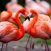Wunderschöne Flamingos im Weltvogelpark