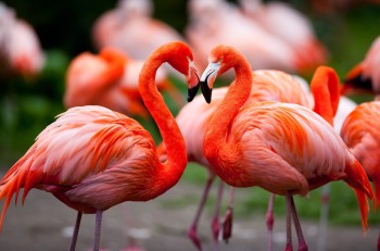 Wunderschöne Flamingos im Weltvogelpark