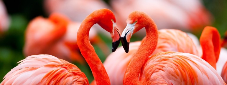 Wunderschöne Flamingos im Weltvogelpark