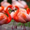 Wunderschöne Flamingos im Weltvogelpark