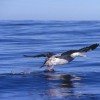 Albatross beim Abheben