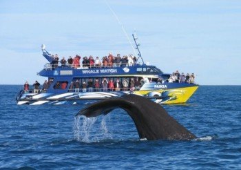 Whalewatching vom Boot aus