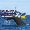 Whalewatching vom Boot aus