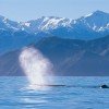 Wal an der Wasseroberfläche, im Hintergrund das Bergpanorama von Kaikoura