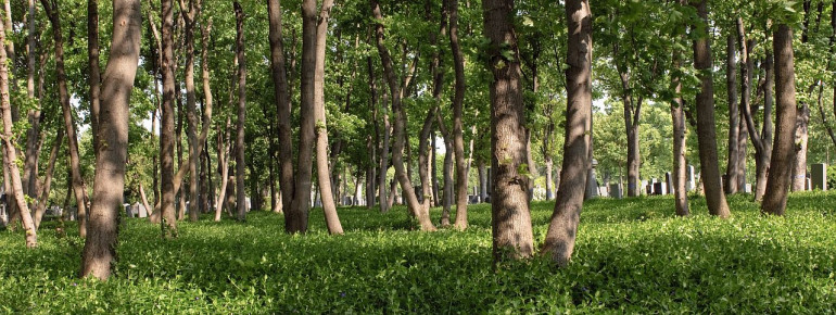 Der Waldfriedhof in einem ruhigen Teil des Wiener Zentralfriedhofs ermöglicht naturnahe Bestattungen.